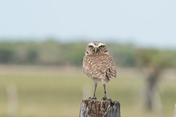 Burrowing Owl on Fence