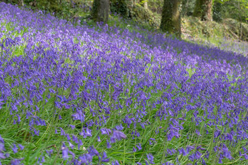 Obraz premium Bluebell flowers