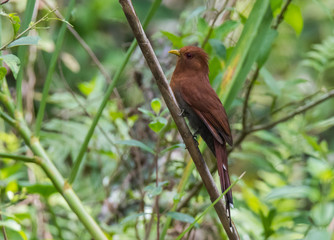 Bird on Branch