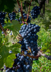 Cabernet Sauvignon grapes in a vineyard in Bordeaux
