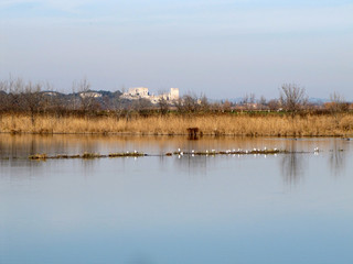 Marais de Beauchamp in Arles