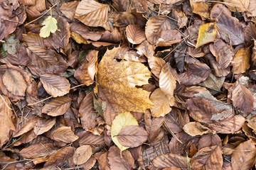 Fallen leaves