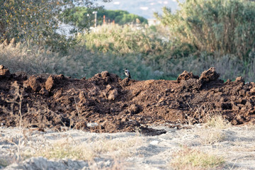 manure
