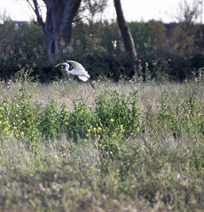 egretta in a meadow in la spezia