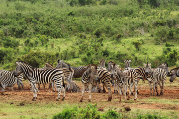 Fototapeta na wymiar A dazzle of zebras near a waterhole in the Addo Elephant National Park near Port Elizabeth, South Africa. 