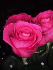 Full bloom rose. The flower Bud is pink.