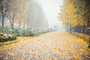Autumn park in the morning fog