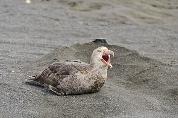 Giant petrel