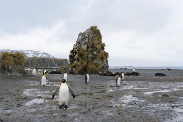 south Georgia landscape with king penguins