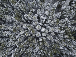 First snow in spruce tree forest.  Russian landscape. Aerial view.