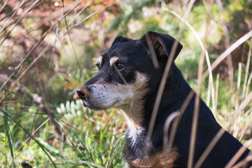 Il miglior amico dell'uomo