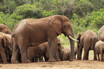 Fototapeta premium African elephants in the Addo Elephant National Park near Port Elizabeth, South Africa.