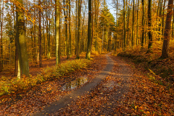 Forest paths in autumn colors in the Tricity Landscape Park, Gdansk, Poland