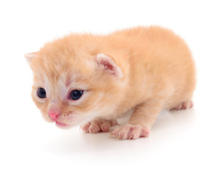 Kitten on white background.