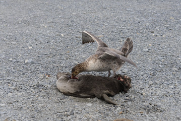 Petrel eating dead seal