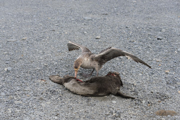 Petrel eating dead seal
