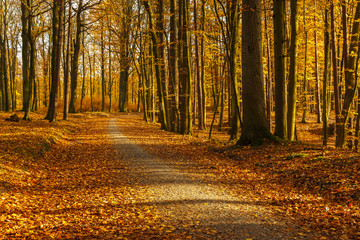 Forest paths in autumn colors in the Tricity Landscape Park, Gdansk, Poland