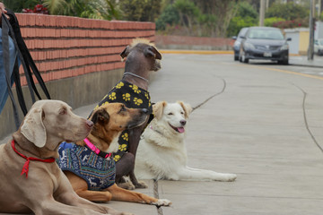 paseador de perros descansando junto a las mascotas