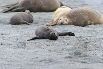 Sea elephant puppy