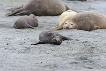 Sea elephant puppy