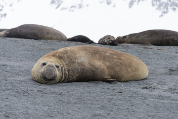 Sea elephant