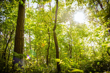 Saturated greens in the forest