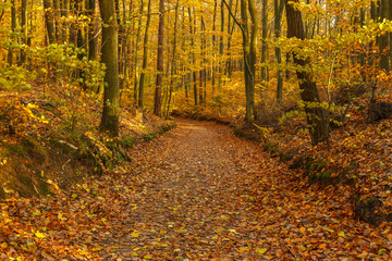 Fototapeta premium Forest paths in autumn colors in the Tricity Landscape Park, Gdansk, Poland