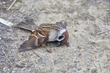 Dead sparrow on the ground