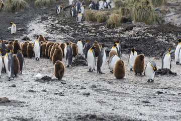 king penguins with chiks  on South Georgia island