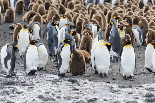 king penguins with chiks  on South Georgia island