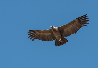 Andean Condor in Flight