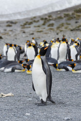 Obraz premium king penguins on South Georgia island