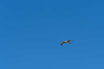 caspian gull in flight in the clear blue sky Larus cachinnans