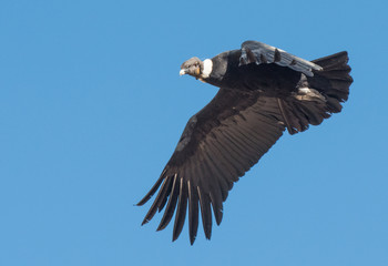 Andean Condor in Flight