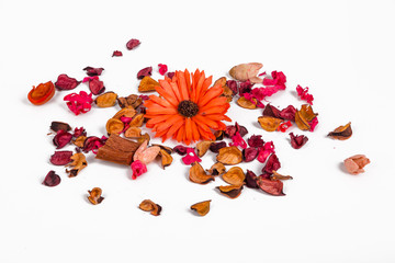 Dried Flowers and Leaves