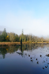 Foggy Morn At McLane Creek