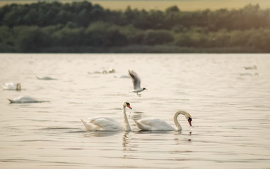 Schwäne und Möwe auf einem See