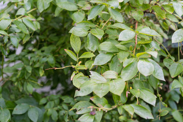 leaf from blueberry plant vaccinium corymbosum from north america usa