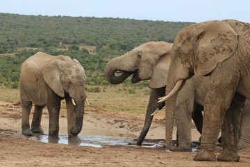 Fototapeta na wymiar African elephants in the Addo Elephant National Park near Port Elizabeth, South Africa.