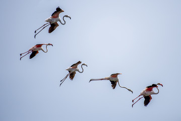 Flamingo 