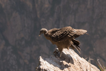 Andean Condor in Flight