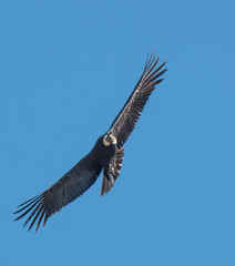 Andean Condor in Flight