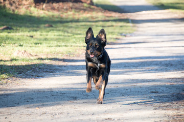Hund Border Collie Mix schwarz braun beim Laufen