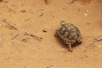 An African tortoise in the Addo Elephant National Park near Port Elizabeth, South Africa.