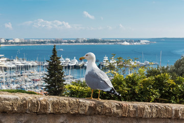Seagull on the background of the old town