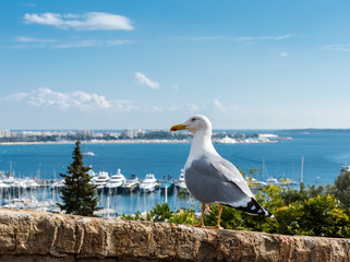 Seagull on the background of the old town