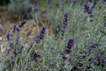 Naklejka premium lavender herb plant lavandula angustifolia lamiaceae from europe in garden
