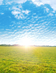 Summer shot of a fresh, green meadow