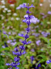 Fototapeta premium Lila Blume hochkant im Garten