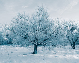 tree covered with hoarfrost